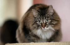 Chatons hypoallergeniques// hypoallergenics kittens - Photo 6
