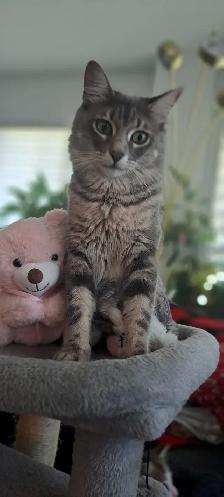 Chatons hypoallergeniques// hypoallergenics kittens - Photo 7