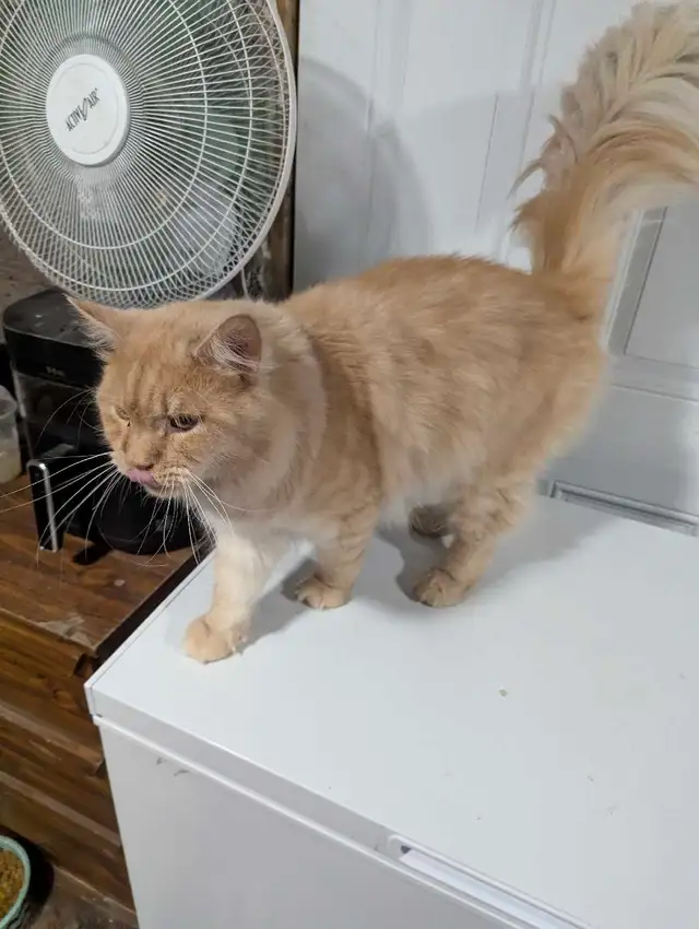European Maine Coons & LYKOI