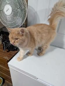European Maine Coons & LYKOI