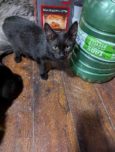 European Maine Coons & LYKOI - Photo 3