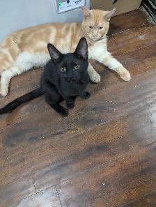 European Maine Coons & LYKOI - Photo 4