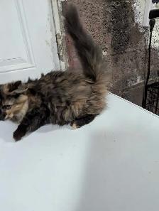 European Maine Coons & LYKOI - Photo 5