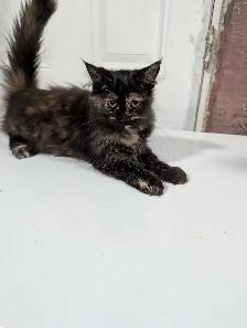 European Maine Coons & LYKOI - Photo 6