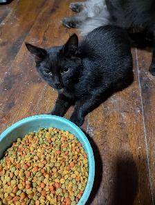 European Maine Coons & LYKOI - Photo 7