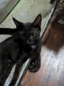 European Maine Coons & LYKOI - Photo 8