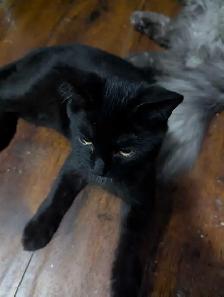 European Maine Coons & LYKOI - Photo 9