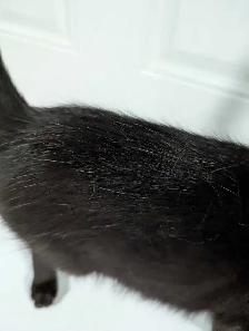 European Maine Coons & LYKOI - Photo 10
