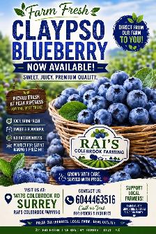 new Blueberry Claypso