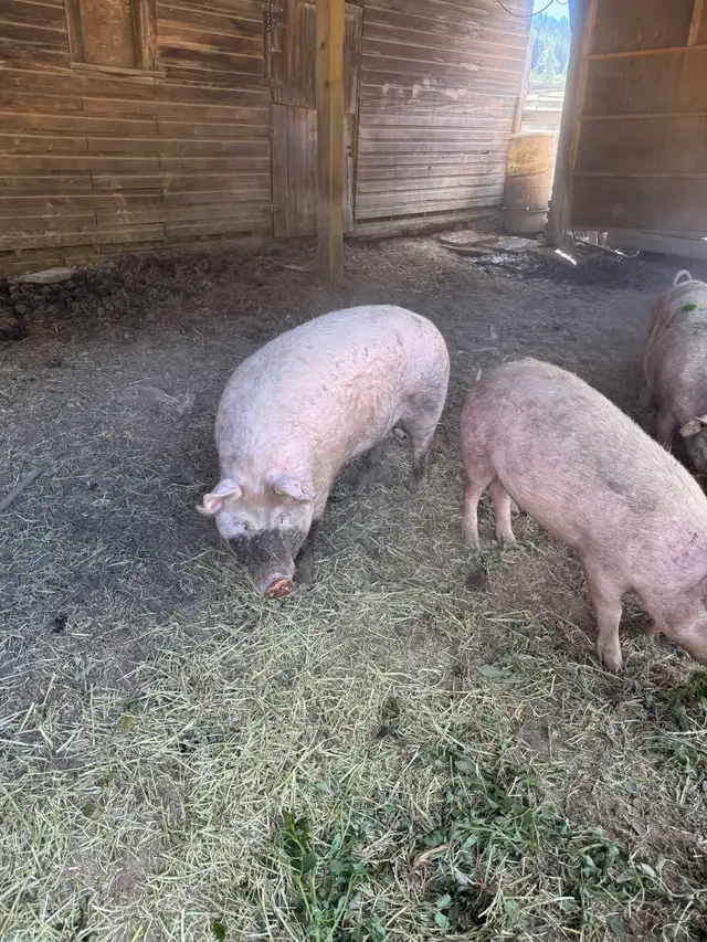 Livestock