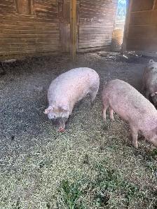 Livestock