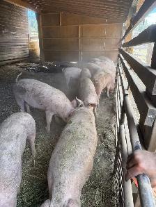 Livestock - Photo 2