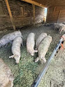 Livestock - Photo 3