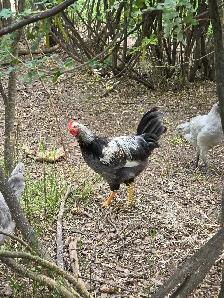 Heritage and Barnyard mix roosters for sale