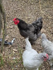 Heritage and Barnyard mix roosters for sale - Photo 2