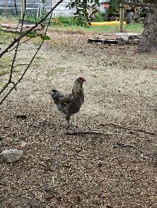 Heritage and Barnyard mix roosters for sale - Photo 3