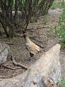 Heritage and Barnyard mix roosters for sale - Photo 4