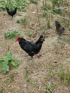 Heritage and Barnyard mix roosters for sale - Photo 5