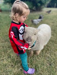 Baby doll sheep avialable Central alberta