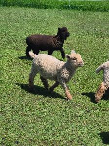 Baby doll sheep avialable Central alberta - Photo 2