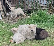 Baby doll sheep avialable Central alberta - Photo 4