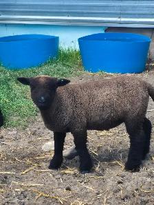 Baby doll sheep avialable Central alberta - Photo 5