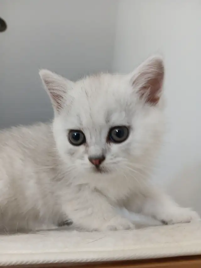 Beautiful british shorthair kittens