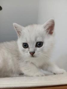 Beautiful british shorthair kittens
