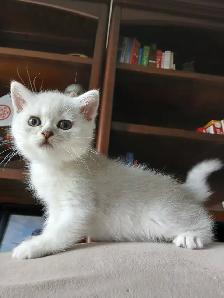 Beautiful british shorthair kittens - Photo 2