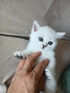 Beautiful british shorthair kittens - Photo 3