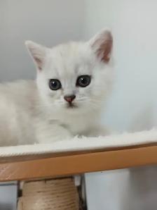 Beautiful british shorthair kittens - Photo 4