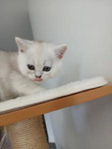 Beautiful british shorthair kittens - Photo 5