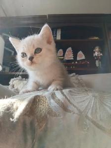 Beautiful british shorthair kittens - Photo 6