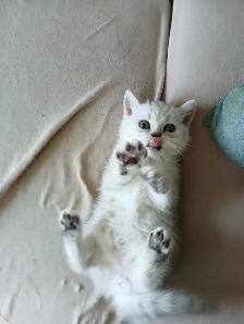 Beautiful british shorthair kittens - Photo 7