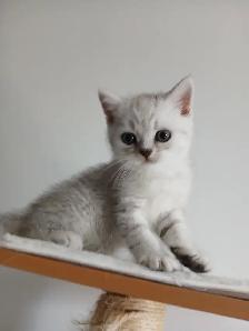 Beautiful british shorthair kittens - Photo 8