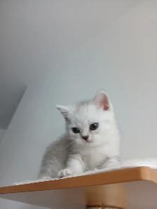 Beautiful british shorthair kittens - Photo 9