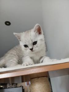 Beautiful british shorthair kittens - Photo 10