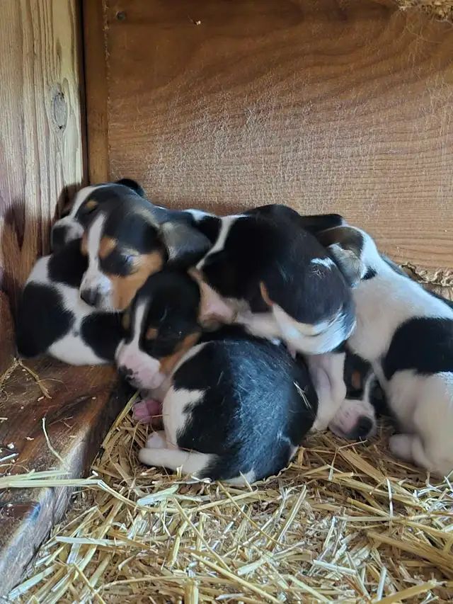 Under the 13' measurements pure breed Beagles