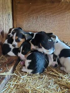 Under the 13' measurements pure breed Beagles