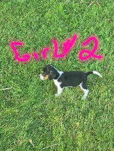 Under the 13' measurements pure breed Beagles - Photo 3