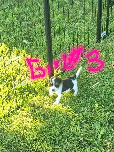 Under the 13' measurements pure breed Beagles - Photo 4
