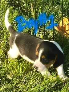 Under the 13' measurements pure breed Beagles - Photo 5