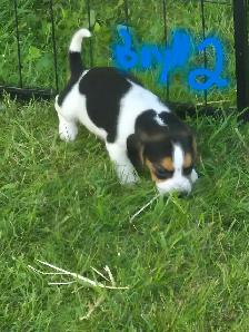 Under the 13' measurements pure breed Beagles - Photo 6