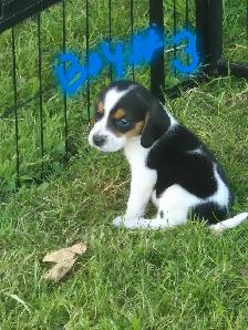 Under the 13' measurements pure breed Beagles - Photo 7
