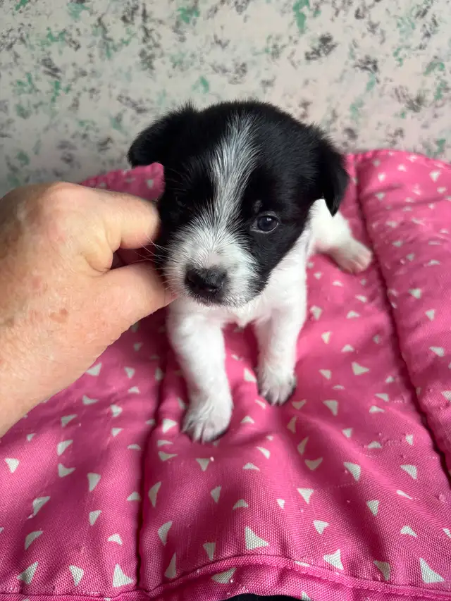 Yorkie x pups 2 M & 1 F