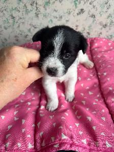 Yorkie x pups 2 M & 1 F