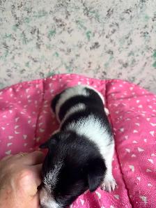 Yorkie x pups 2 M & 1 F - Photo 2