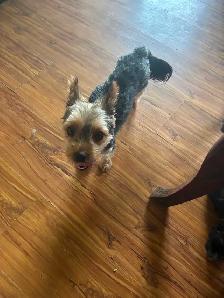 Yorkie x pups 2 M & 1 F - Photo 3