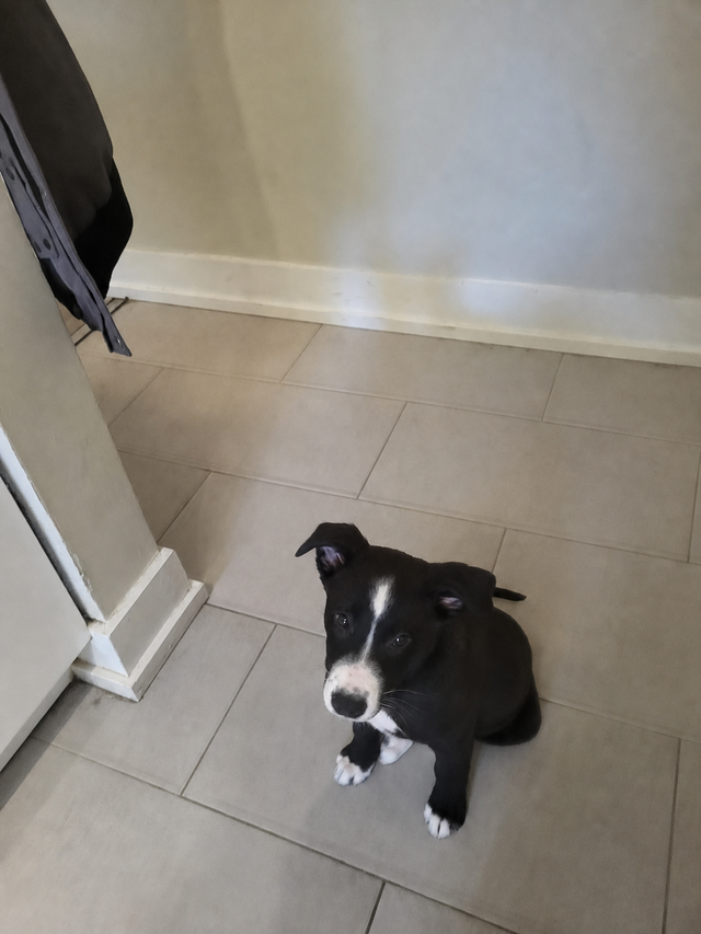 Loving Dog Looking for Her Forever Home
