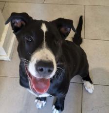 Loving Dog Looking for Her Forever Home - Photo 2